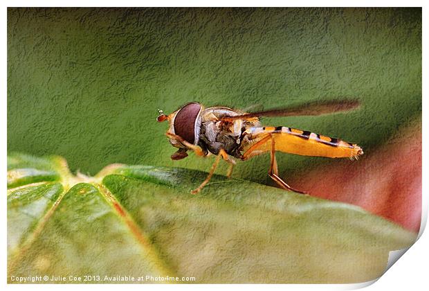 Textured Hoverfly Print by Julie Coe