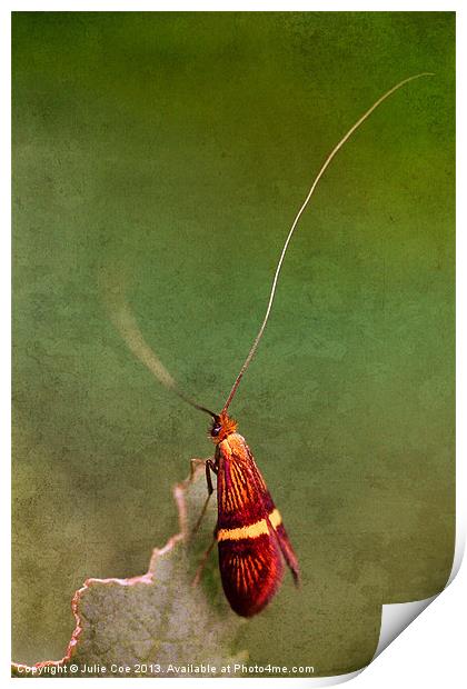 Longhorn Moth Print by Julie Coe