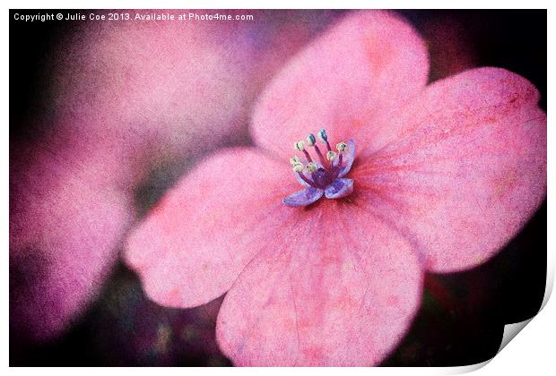Pink Hydrangea Print by Julie Coe
