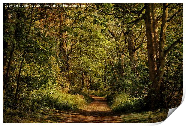 Blickling Woods 6 Print by Julie Coe