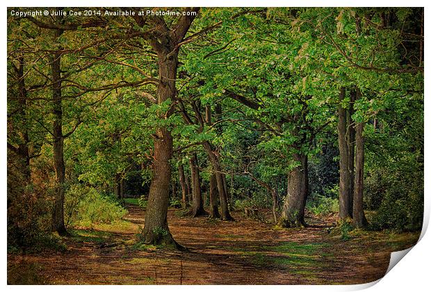 Holt Country Park 16 Print by Julie Coe