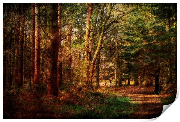 Holt Country Park 32 Print by Julie Coe