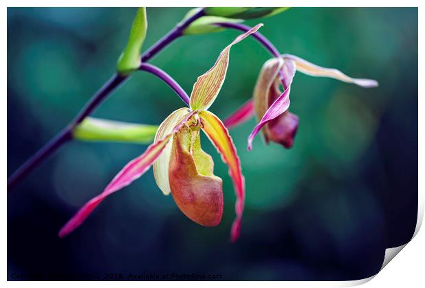 Orchid Print by Magdalena Bujak