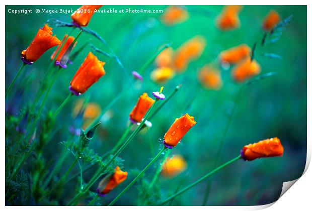 Orange poppy flowers Print by Magdalena Bujak