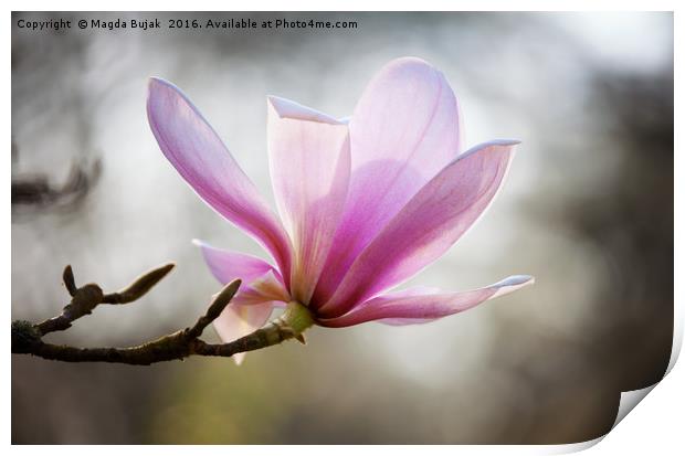 Pink magnolia Print by Magdalena Bujak