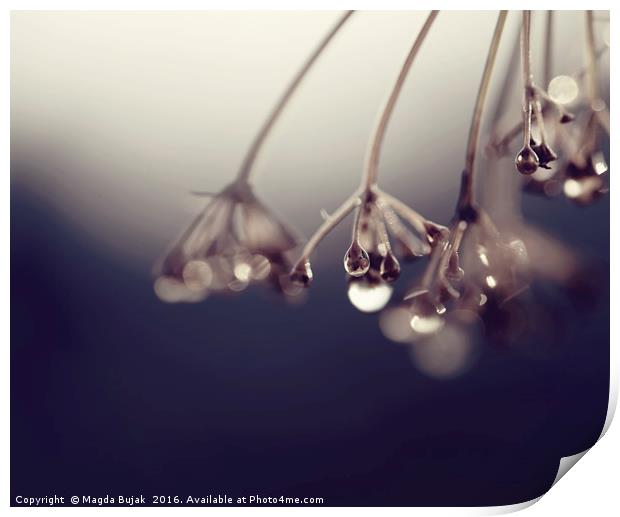 Droplets on the plant Print by Magdalena Bujak