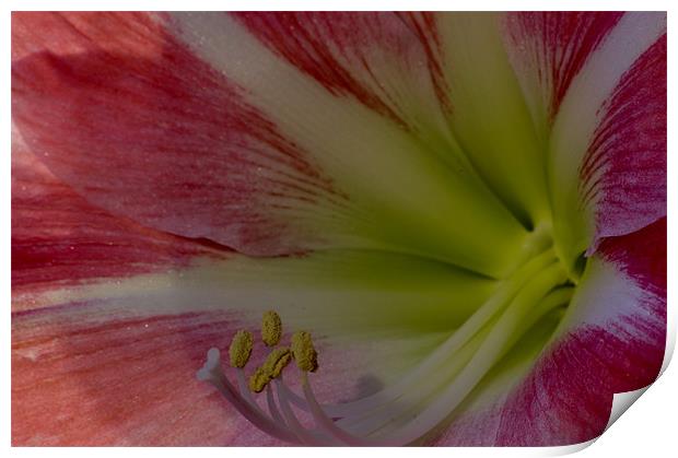 Pink Flower Close up Print by David Moate