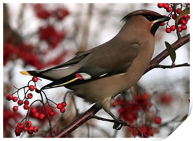 The Waxwing Print by Trevor White