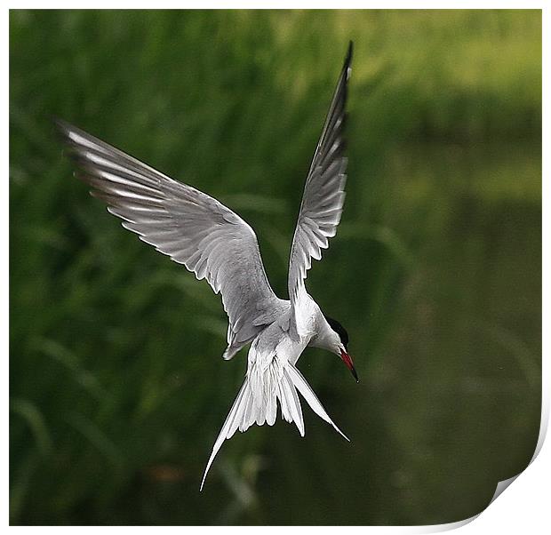 The Common Tern Print by Trevor White