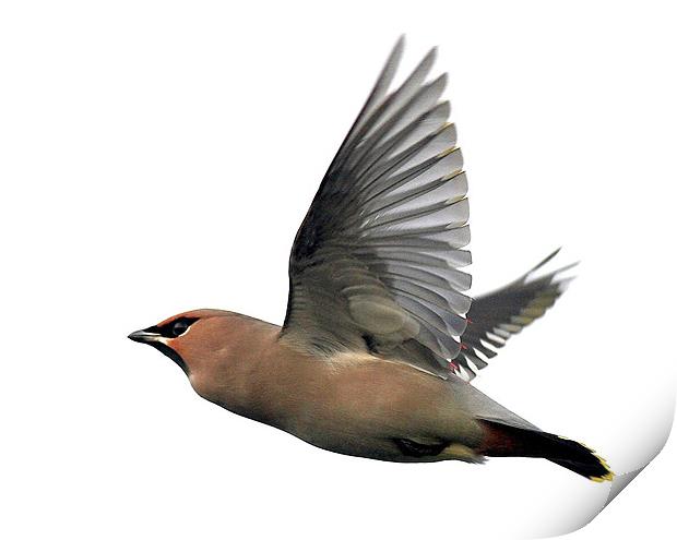 Flight Of The Waxwing Print by Trevor White