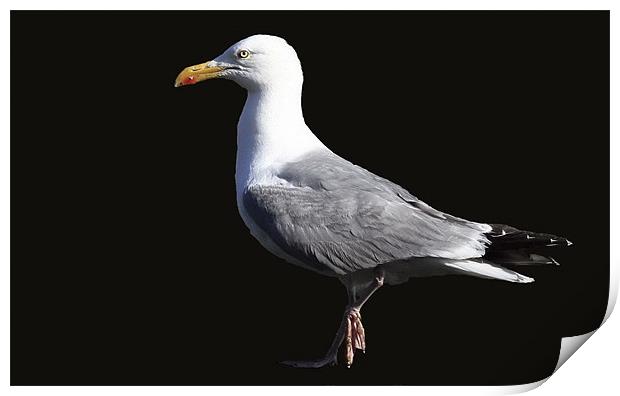 The Herring Gull Print by Trevor White