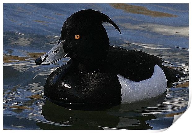 The Tufted Duck Print by Trevor White