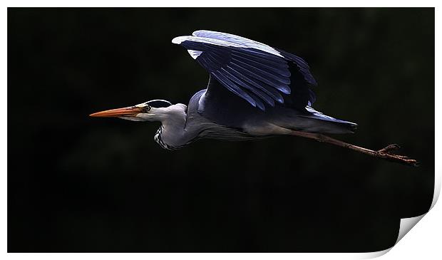 The Grey Heron Print by Trevor White