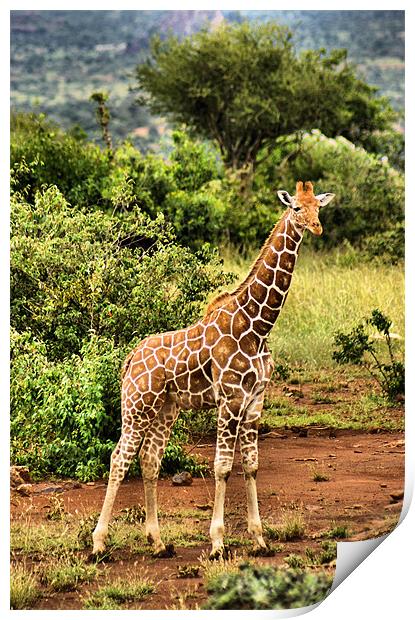 Baby Giraffe Print by John Russell