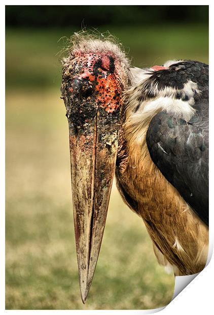 Marabou Stork Print by John Russell