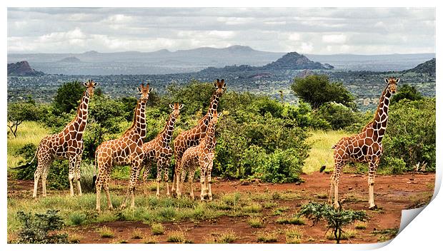 Giraffe Landscape Print by John Russell