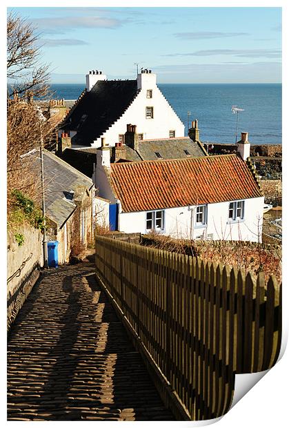 Crail Hens Ladder Print by Andrew Beveridge