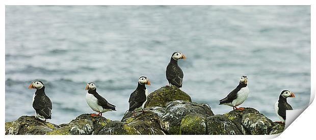  Puffins on the rocks Print by Andrew Beveridge