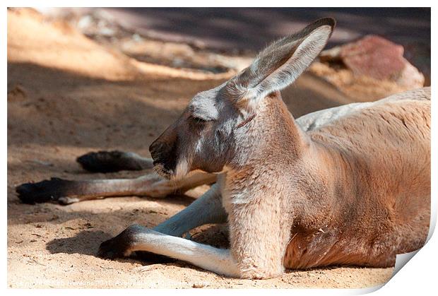The Resting Roo Print by Rob Hawkins
