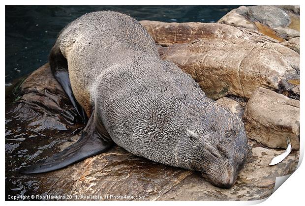 Sleepy Seal Print by Rob Hawkins