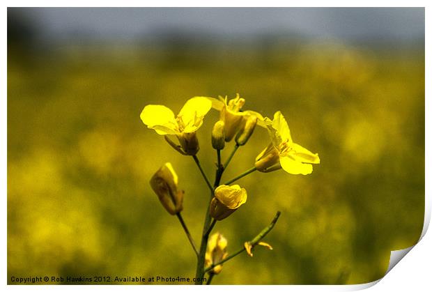 Flower of the Rapeseed Print by Rob Hawkins
