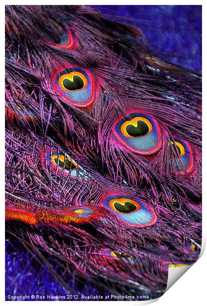 Purple peacock feathers Print by Rob Hawkins