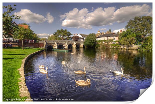 Cygnets at Christchurch Print by Rob Hawkins