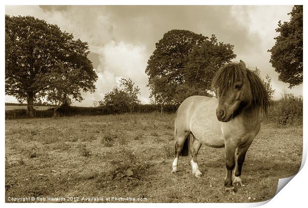 Shetland Pony Print by Rob Hawkins