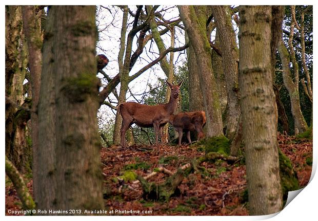 Red Deer in the Woods Print by Rob Hawkins