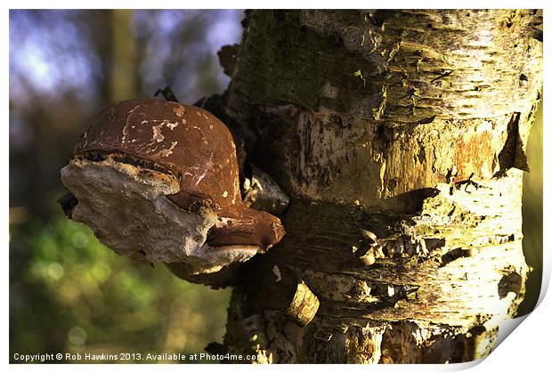 Tree Fungus Print by Rob Hawkins