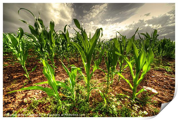 Field of Corn Print by Rob Hawkins