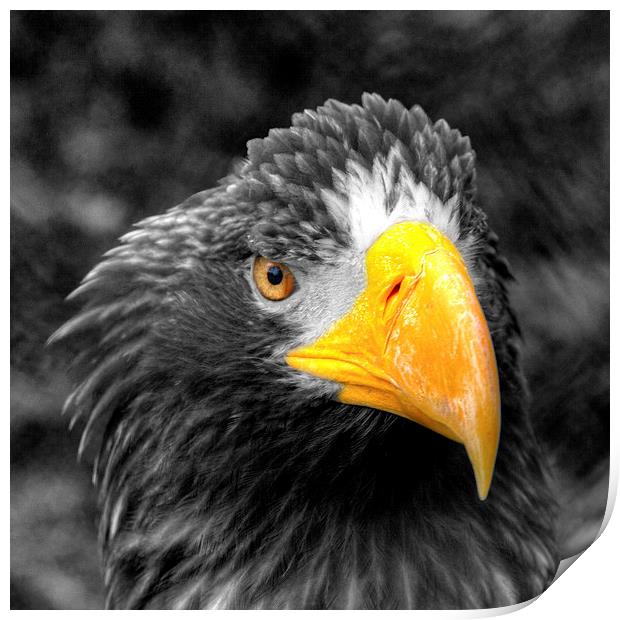 Stellers sea Eagle Print by Rob Hawkins