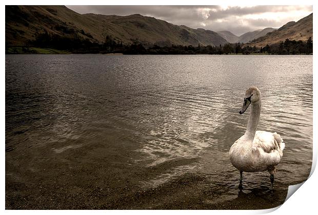 Swan Lake Print by Rob Hawkins
