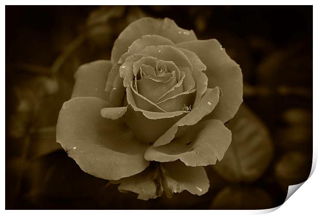 Sepia Rose Print by Rob Hawkins