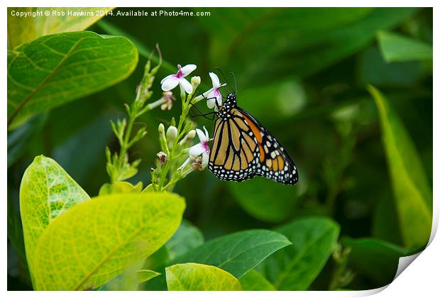  Pure Nectar  Print by Rob Hawkins