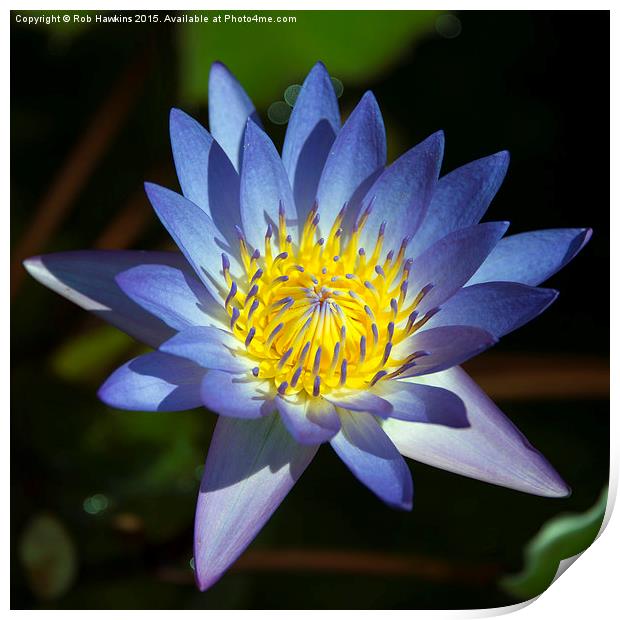  Blue Lotus  Print by Rob Hawkins
