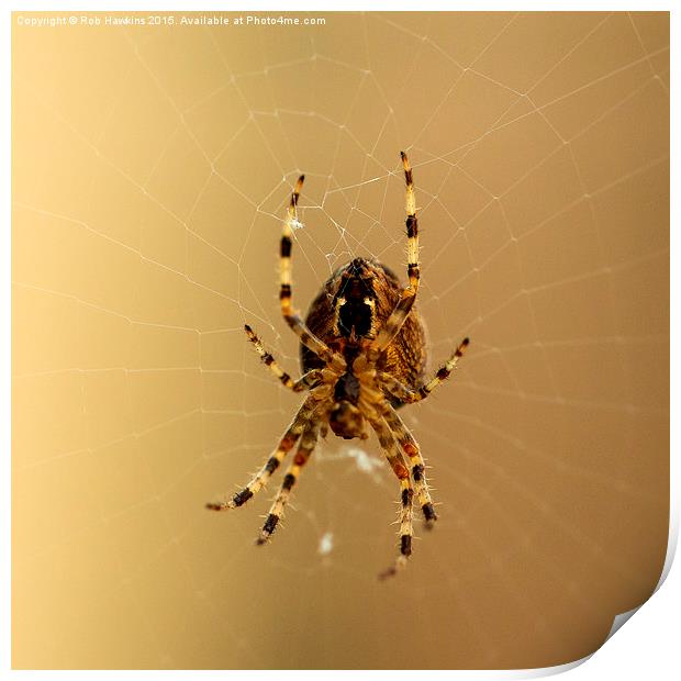  Spiderism  Print by Rob Hawkins