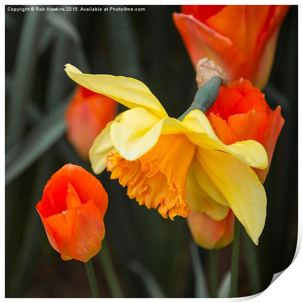  Narcissus Tulip  Print by Rob Hawkins