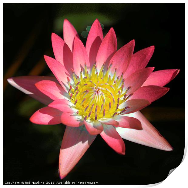 Pink Lotus  Print by Rob Hawkins