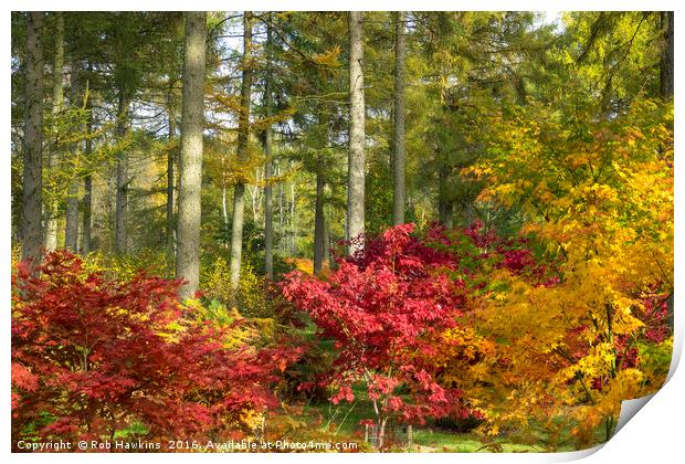 Autumn Arboretum Print by Rob Hawkins