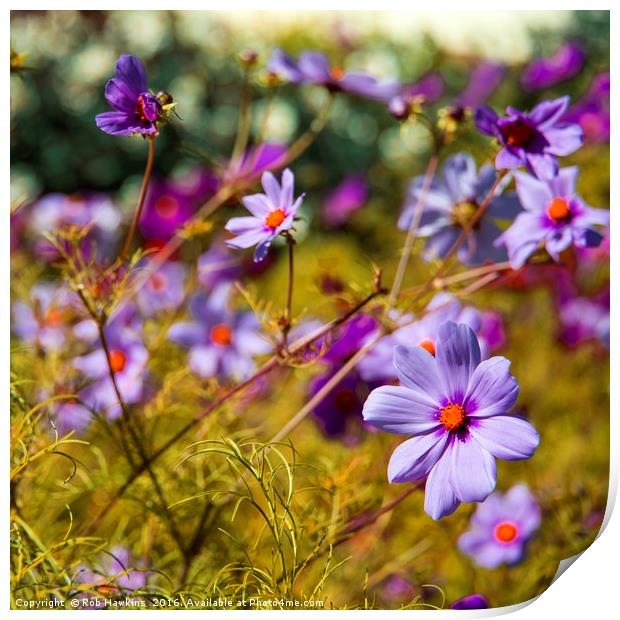 Flowering Cosmos Print by Rob Hawkins