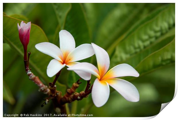Flower of the Tropics  Print by Rob Hawkins