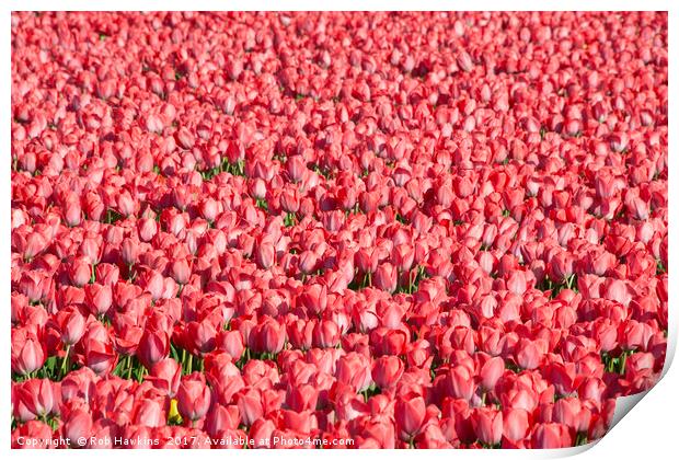 Mostly Tulips  Print by Rob Hawkins