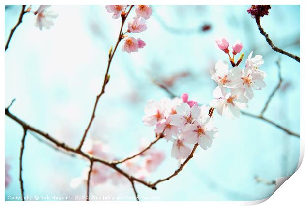 Sakura blossom  Print by Rob Hawkins