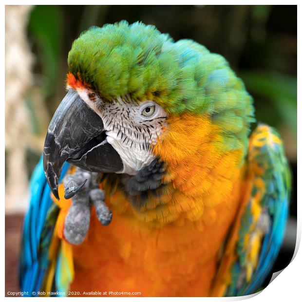 Portrait of a Macaw  Print by Rob Hawkins