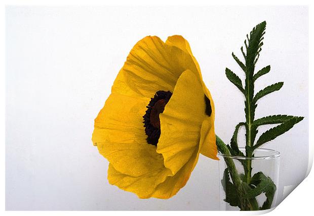 Yellow Poppy against white Print by Rob Hawkins