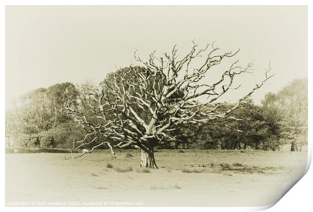 The Dead Tree  Print by Rob Hawkins