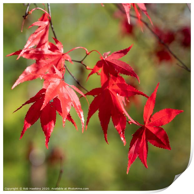Red Acer Leaves Print by Rob Hawkins