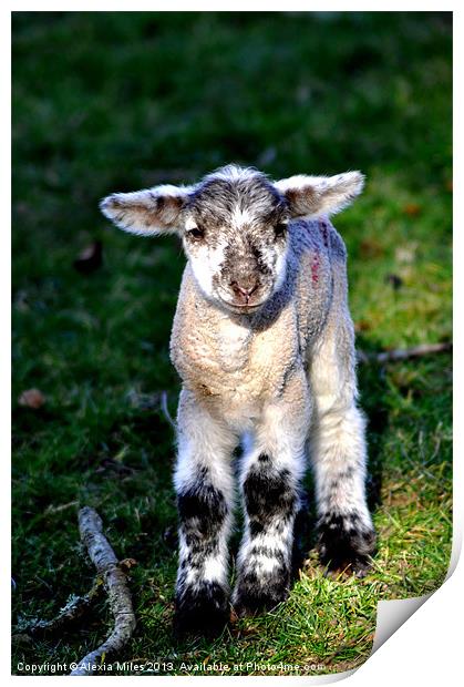 Spring Lamb Print by Alexia Miles