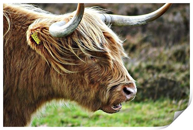 Highland Cow Print by Alexia Miles